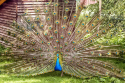 Blauer Pfau