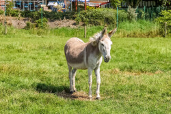 Bulgarenesel