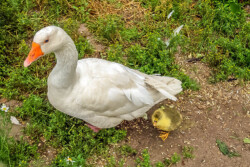 Emder Gans