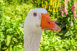 Gans