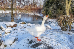 Gans