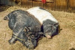 Göttinger Minischwein