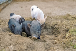 Göttinger Minischwein