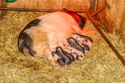 Göttinger Minischwein