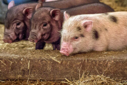 Göttinger Minischwein