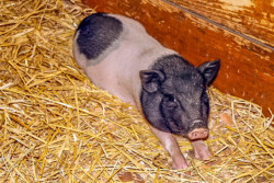 Göttinger Minischwein