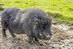 Göttinger Minischwein