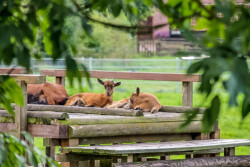 Juan-Fernandez-Ziege