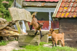 Juan-Fernandez-Ziege