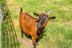 Juan-Fernandez-Ziege