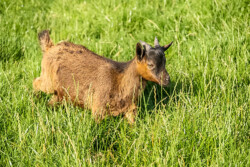 Juan-Fernandez-Ziege