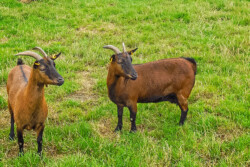 Juan-Fernandez-Ziege