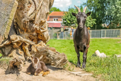 Juan-Fernandez-Ziege