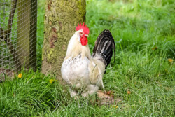 Ostfriesische Möwe