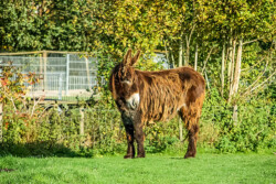 Poitou-Esel