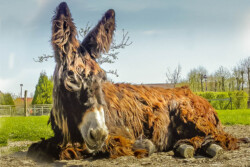 Poitou-Esel