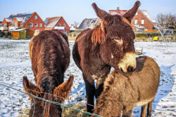 Poitou-Esel