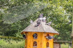 Tauben