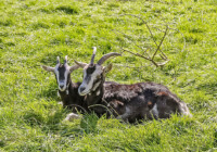 Thüringerwald-Ziege