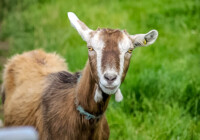 Thüringerwald-Ziege