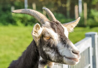 Thüringerwald-Ziege