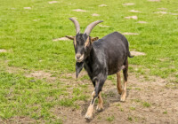 Thüringerwald-Ziege