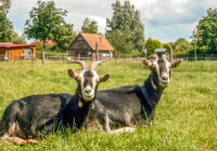 Thüringerwald-Ziege