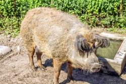 Mangalitza Wollschwein