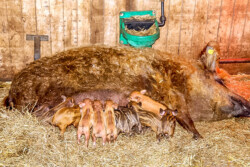 Mangalitza Wollschwein