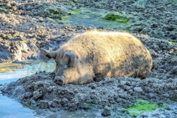 Mangalitza Wollschwein