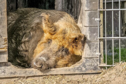 Mangalitza Wollschwein