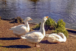Emder Gans